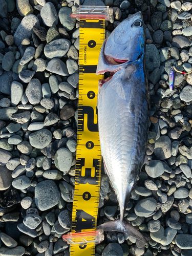ヒラソウダの釣果