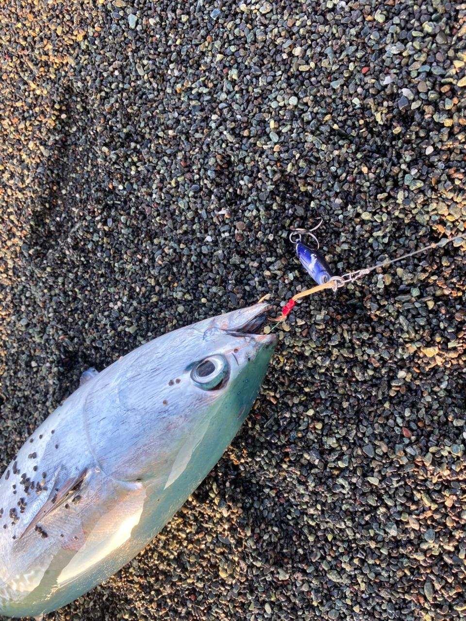 ヒラソウダ
