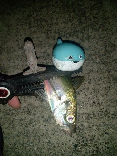 マアジの釣果