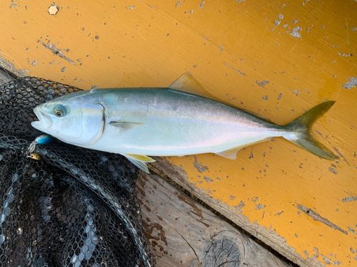 ツバスの釣果