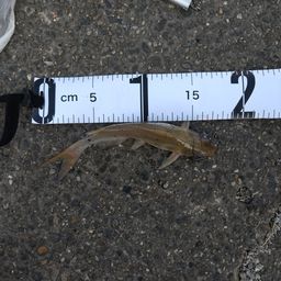 アメリカナマズ