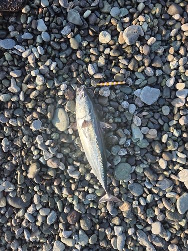 カツオの釣果