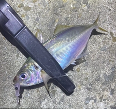 マアジの釣果