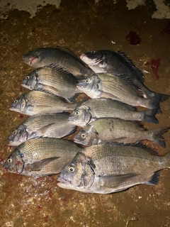 クロダイの釣果