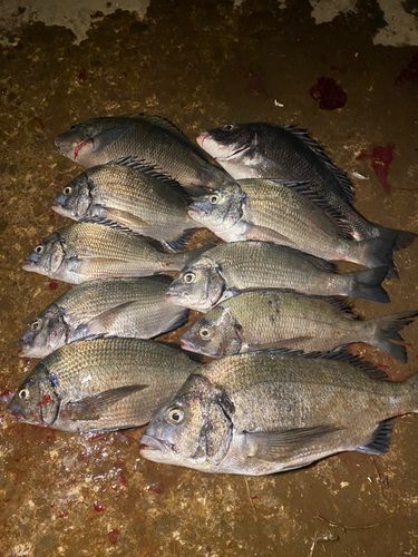 クロダイの釣果