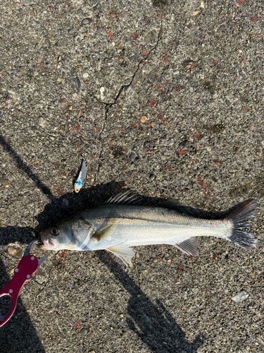 セイゴ（マルスズキ）の釣果