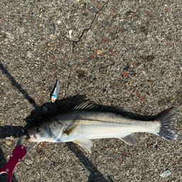 セイゴ（マルスズキ）