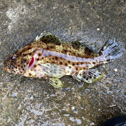 ヒトミハタの釣果