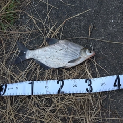 ダントウボウの釣果