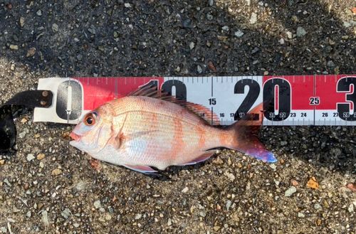 チャリコの釣果