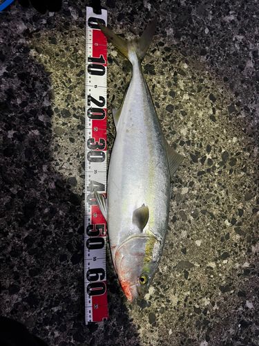 ワラサの釣果