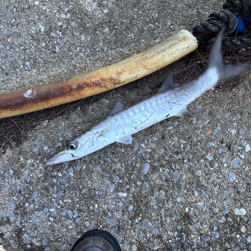 オニカマスの釣果