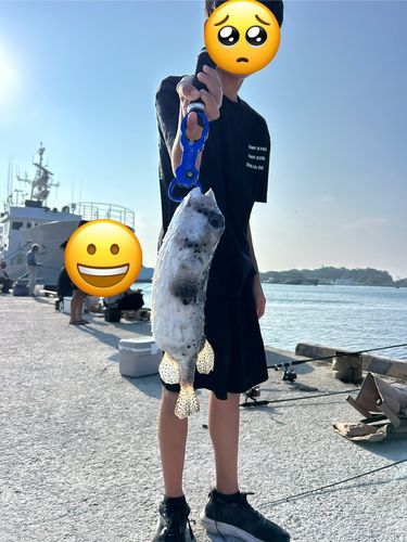 イシガキフグの釣果