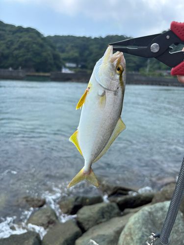 ショゴの釣果