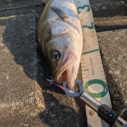 フッコ（マルスズキ）