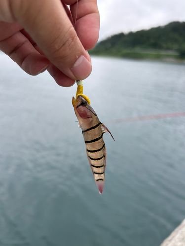 キヌバリの釣果