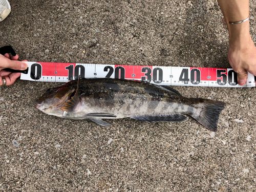 アブラコの釣果