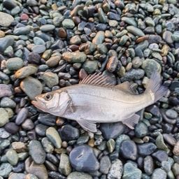 セイゴ（ヒラスズキ）