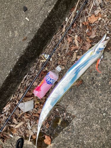 タチウオの釣果