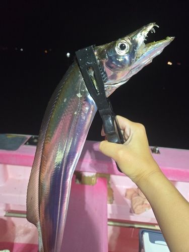 タチウオの釣果