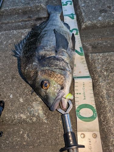 クロダイの釣果