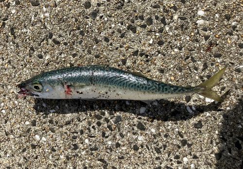 サバの釣果
