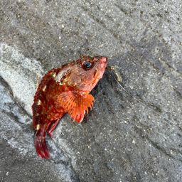 カサゴ