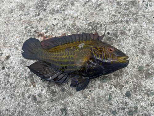 オハグロベラの釣果