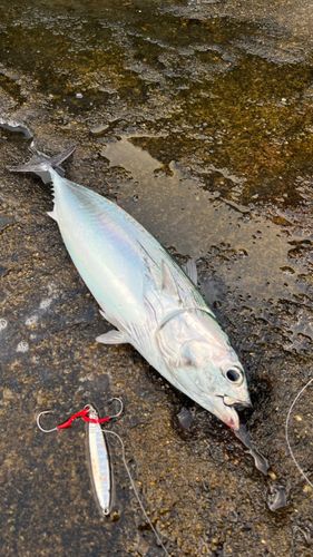 マルソウダの釣果