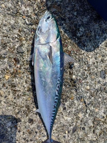 ソウダガツオの釣果