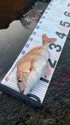 マダイの釣果