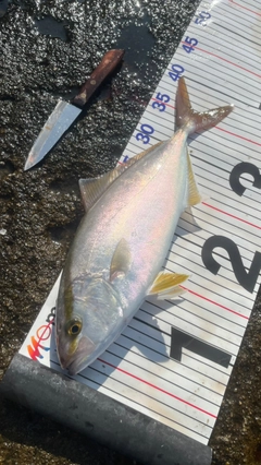 シオの釣果