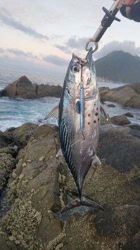 スマガツオの釣果