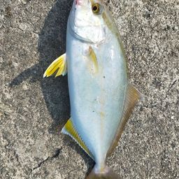 ショゴ