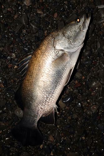 アカメの釣果