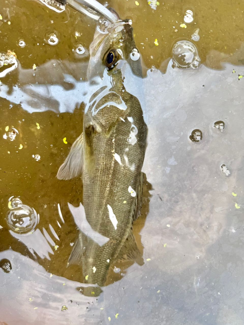 セイゴ（タイリクスズキ）