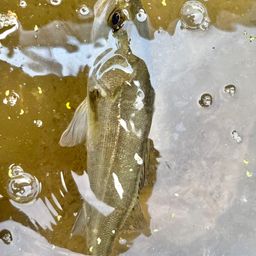 セイゴ（タイリクスズキ）