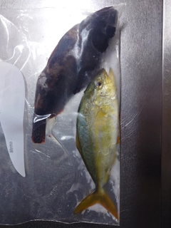 シオの釣果
