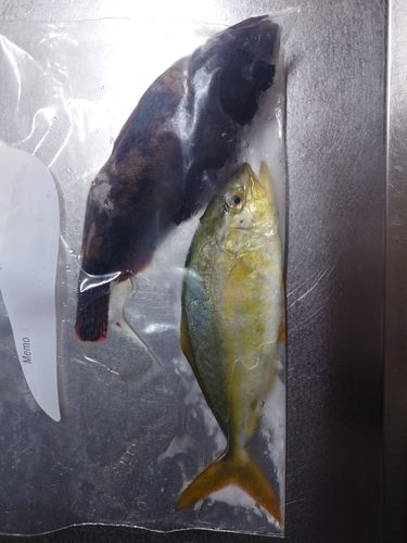 シオの釣果