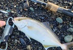 ショゴの釣果