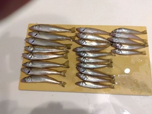 キスの釣果