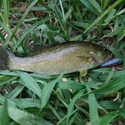 スモールマウスバス