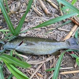 スモールマウスバス