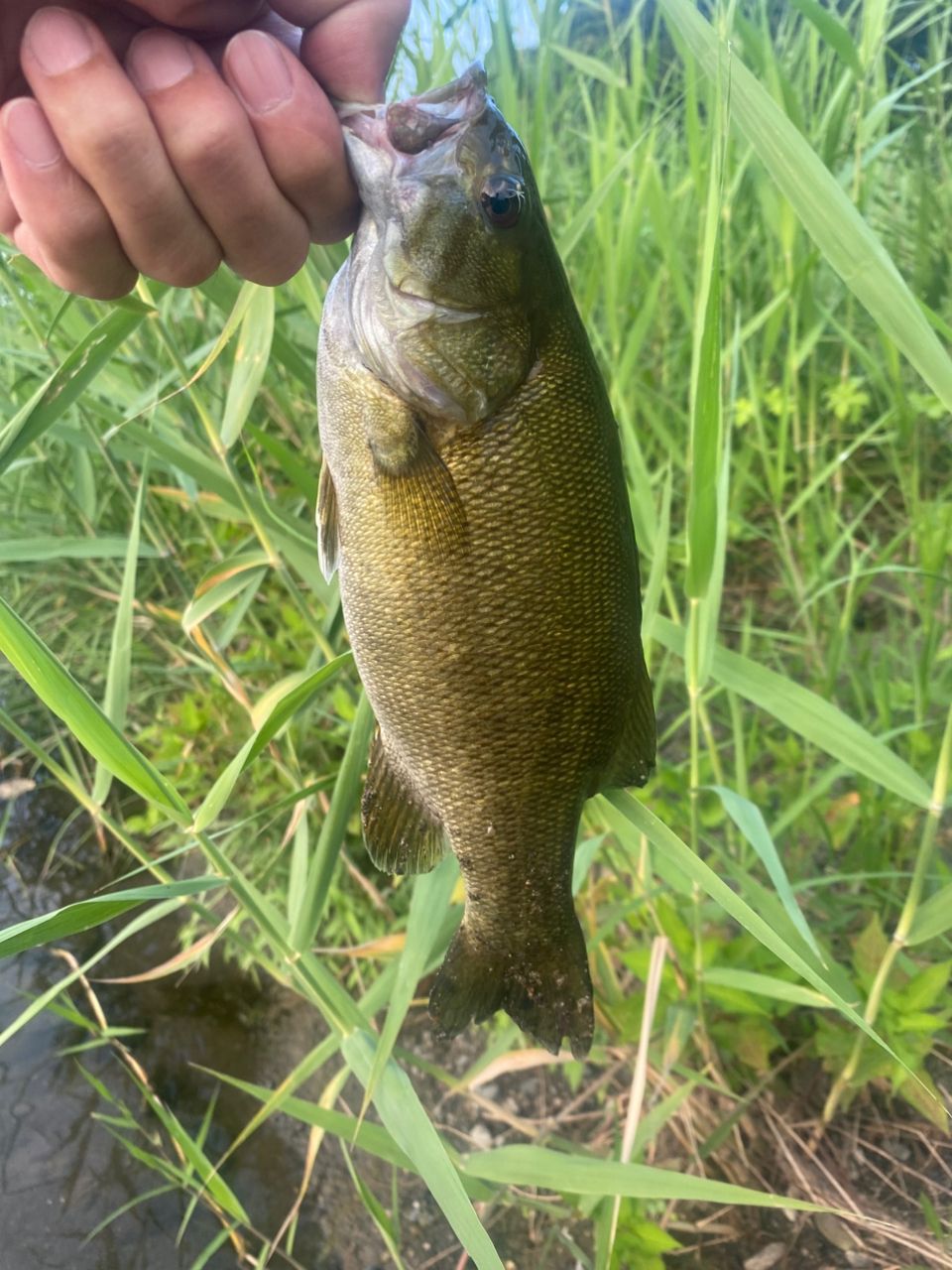 スモールマウスバス