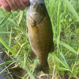 スモールマウスバス