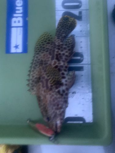 イシミーバイの釣果