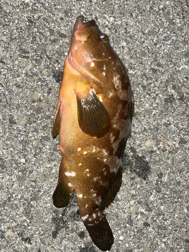 キジハタの釣果