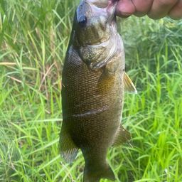 スモールマウスバス