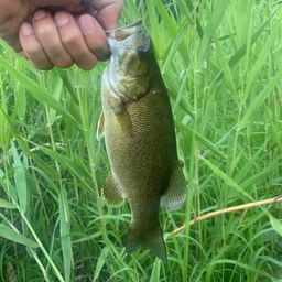 スモールマウスバス