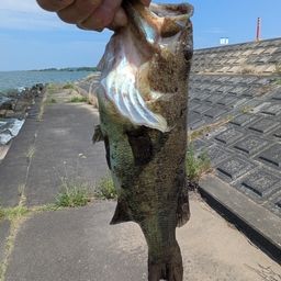 ブラックバス